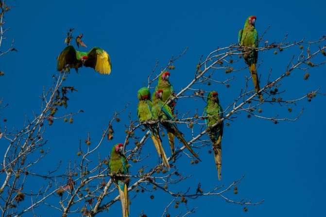 Mexico's military macaws are increasingly endangered due to human activity and the pet trade. Pedraza Ruiz says there were hundreds of macaw pairs in Sierra Gorda in the 1940s and 1950s, but now <a href="index.php?page=&url=https%3A%2F%2Fmaptia.com%2Frobertopedrazaruiz%2Fstories%2Fthe-voice-of-the-mountains" target="_blank" target="_blank">only 40 pairs</a> remain. The macaws in this  photograph live in Sierra Gorda year round. Pedraza Ruiz says he spots them mingling with visiting macaws that arrive from the north during the winter months. The military macaw is one of more than 300 bird species that live in the region.<br />