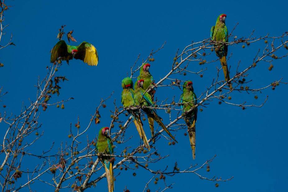 Mexico's military macaws are increasingly endangered due to human activity and the pet trade. Pedraza Ruiz says there were hundreds of macaw pairs in Sierra Gorda in the 1940s and 1950s, but now <a href="https://maptia.com/robertopedrazaruiz/stories/the-voice-of-the-mountains" target="_blank" target="_blank">only 40 pairs</a> remain. The macaws in this  photograph live in Sierra Gorda year round. Pedraza Ruiz says he spots them mingling with visiting macaws that arrive from the north during the winter months. The military macaw is one of more than 300 bird species that live in the region.<br />