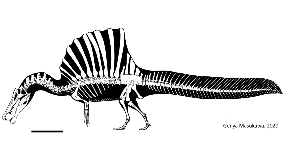Spinosaurus material has been recovered in modern-day Egypt and Morocco.