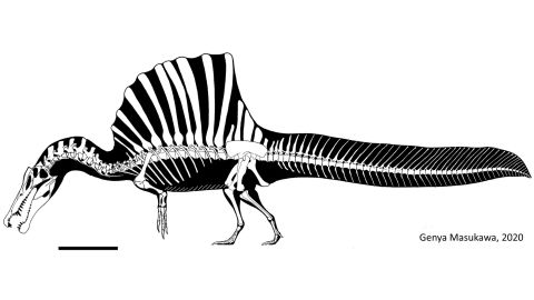 Spinosaurus material has been recovered in modern-day Egypt and Morocco.
