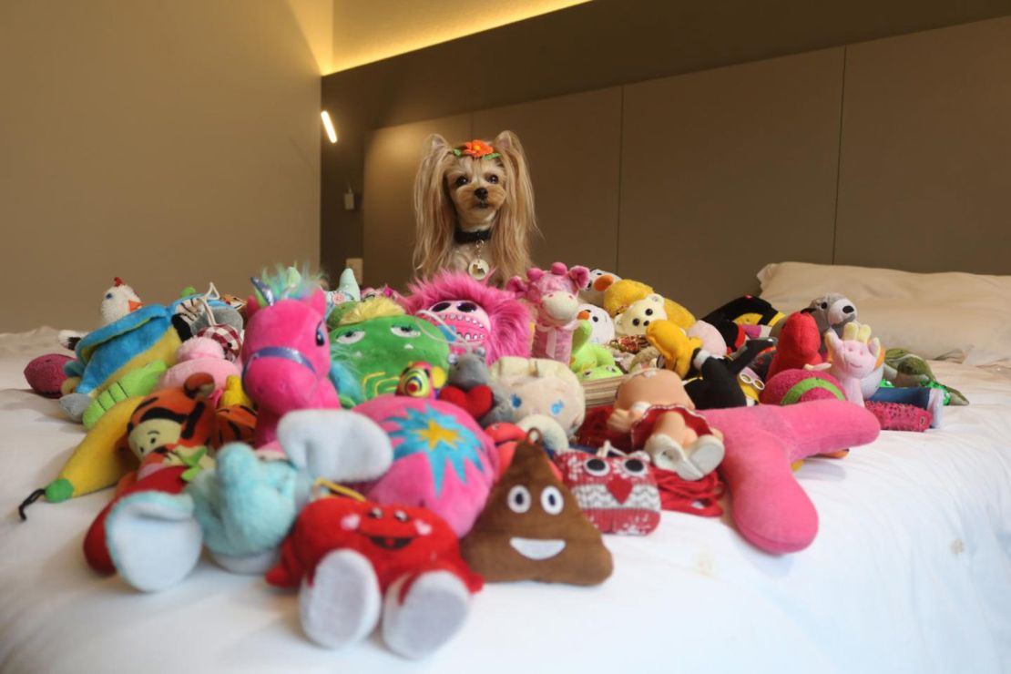 Vicky Nina among her toys. While preliminary evidence seems to show that most dogs do not learn words (i.e. names of objects), unless eventually very extensively trained, a few individuals have shown some exceptional abilities.