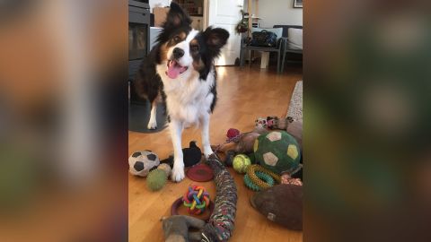 Whisky, an exceptionally talented dog, with her toys. 