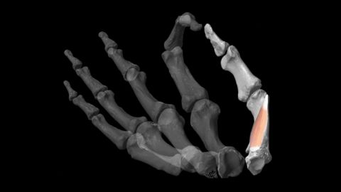 The powerful thumb that characterizes the human hand evolved only in some fossil hominin species around 2 million years ago, the study suggested.