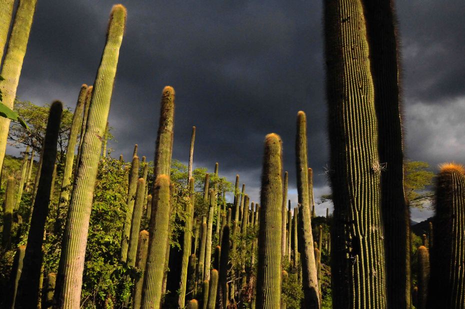 Found only in Mexico, this rare species of cactus grows in the dry tropical forests. Growing up to 10 meters (32 feet) tall, they are pollinated by bats. In the past, the removal of limestone rocks destroyed cactus habitat, but the plants are now protected in a reserve looked after by Pedraza Ruiz and his team.