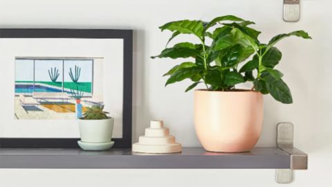 The Sill, Parachute and Logitech: Best online sales right now The Sill, Parachute and Logitech: Best online sales right now