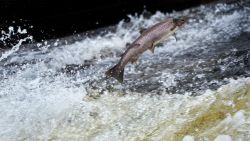 SELKIRK, UNITED KINGDOM - OCTOBER 31:  Salmon attempt to leap up the fish ladder in the river Etterick on October 31, 2012 in Selkirk, Scotland. The salmon are returning upstream from the sea where they have spent between two and four winters feeding with many covering huge distances to return to the fresh waters to spawn.  (Photo by Jeff J Mitchell/Getty Images)
