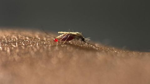 Larvae of Anopheles stephensi are now "abundantly present" in water containers in cities in Ethiopia. This species is the primary mosquito vector of malaria in urban India.