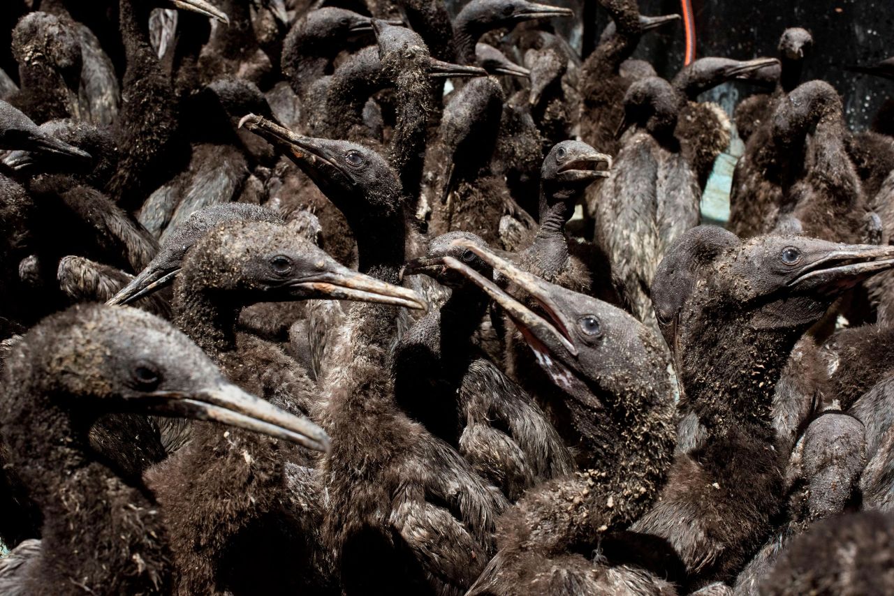 More than 1,200 Cape cormorant chicks are seen on Thursday, January 28, after being rescued on South Africa's Robben Island. Their parents had abandoned them, possibly because of a lack of food.