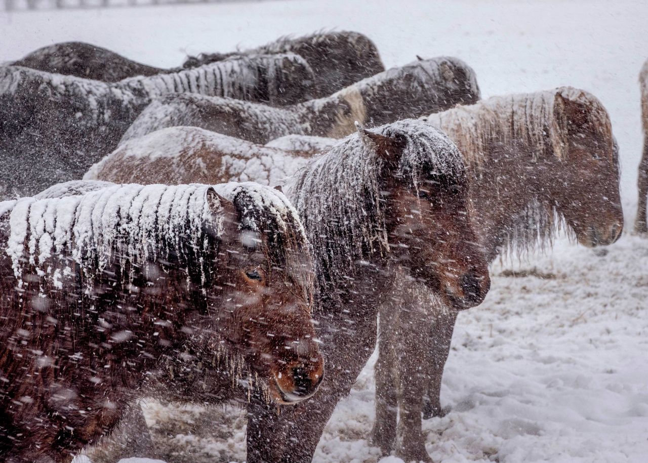 Icelandic horses brave a snowstorm at a stud farm in Wehrheim, Germany, on Sunday, January 24. 