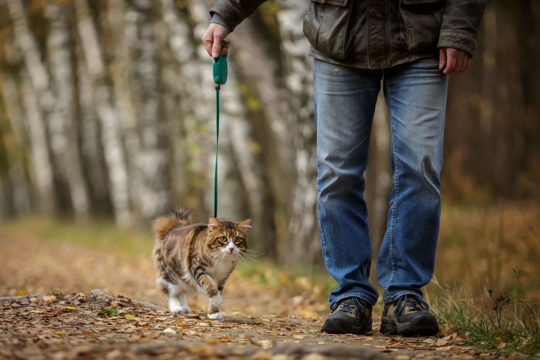 We might stare if you walk your cat on a leash.