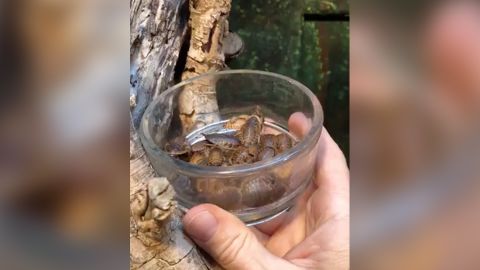 Cockroaches being fed to lizards at the San Antonio Zoo Valentine's Day 2020.