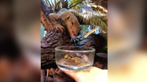 Cockroaches being fed to lizards at the San Antonio Zoo Valentine's Day 2020.