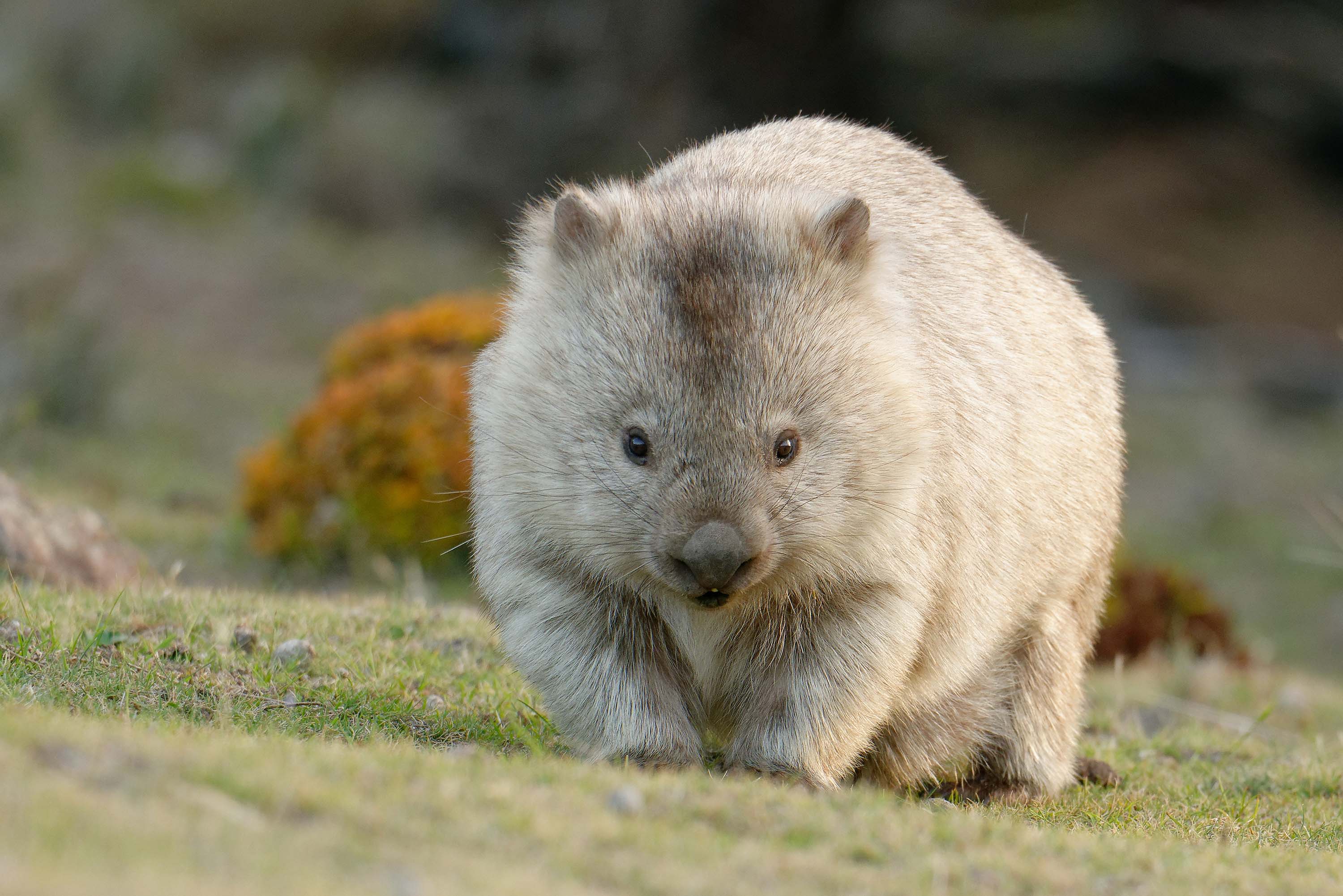 What Does Wombat Poop Look Like  