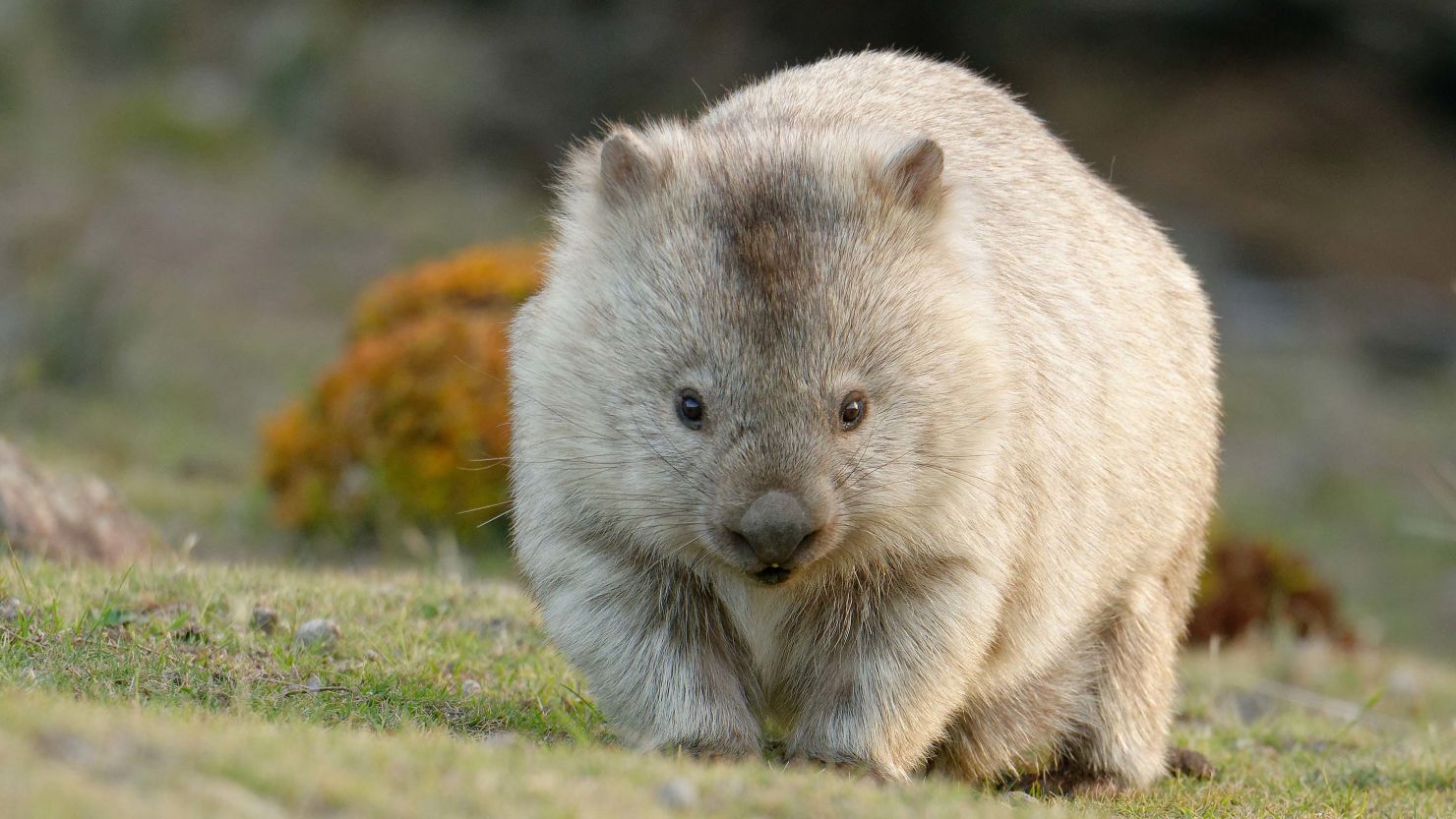 The common wombat (Vombatus ursinus), also known as the coarse-haired or bare-nosed wombat, poops cube-shaped feces.