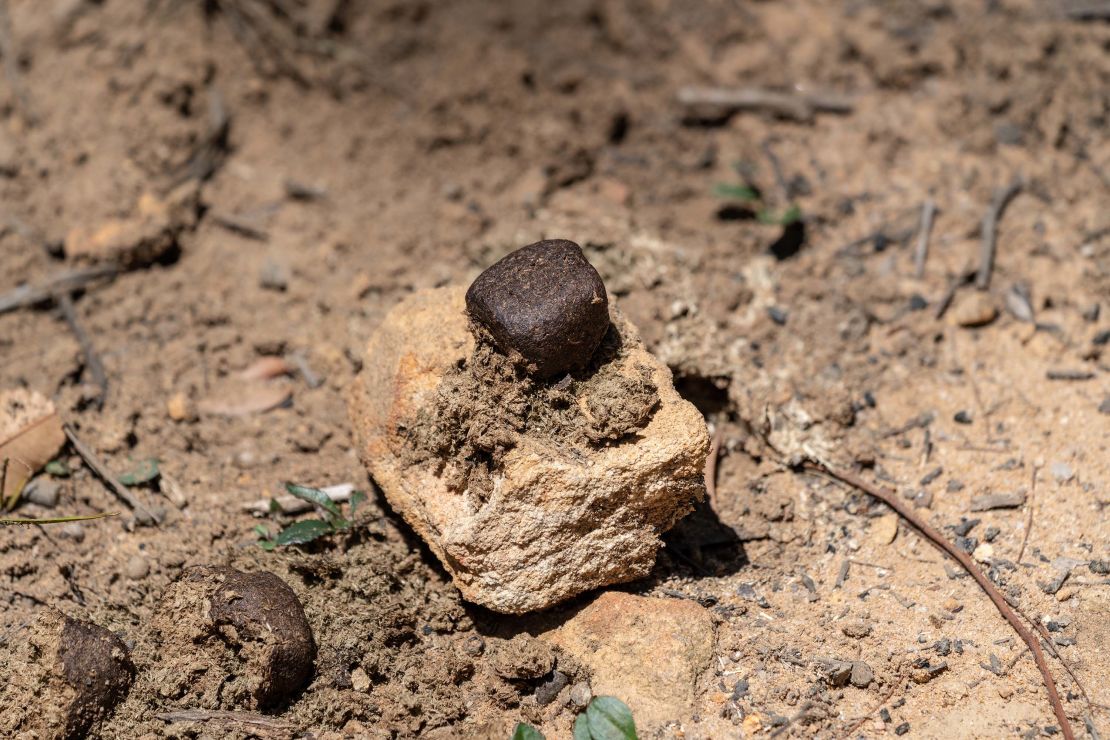 It is believed that wombats place their cube-shaped poop in tactical areas to communicate with one another.