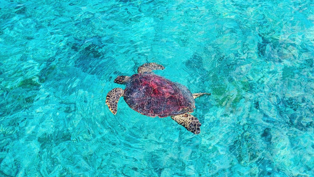 <strong>Critically endangered: </strong>The hawksbill turtle, along with sea turtles in the Seychelles is protected under the Wild Animals and Birds Protection Act.