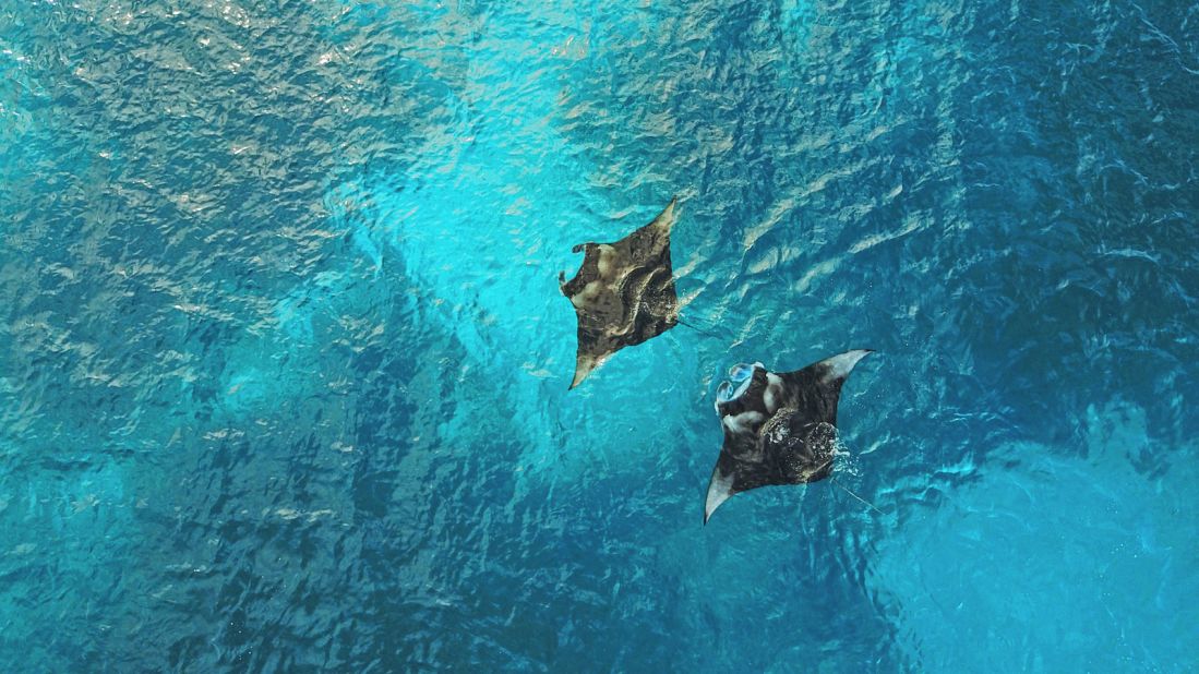 <strong>Marine biodiversity: </strong>Manta Rays are often spotted in the remote waters of the Outer Islands.