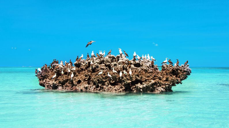 <strong>Nesting ground:</strong> Large populations of endemic birds such as e boobies, terns and Frigatebirds can be found in Cosmoledo. 