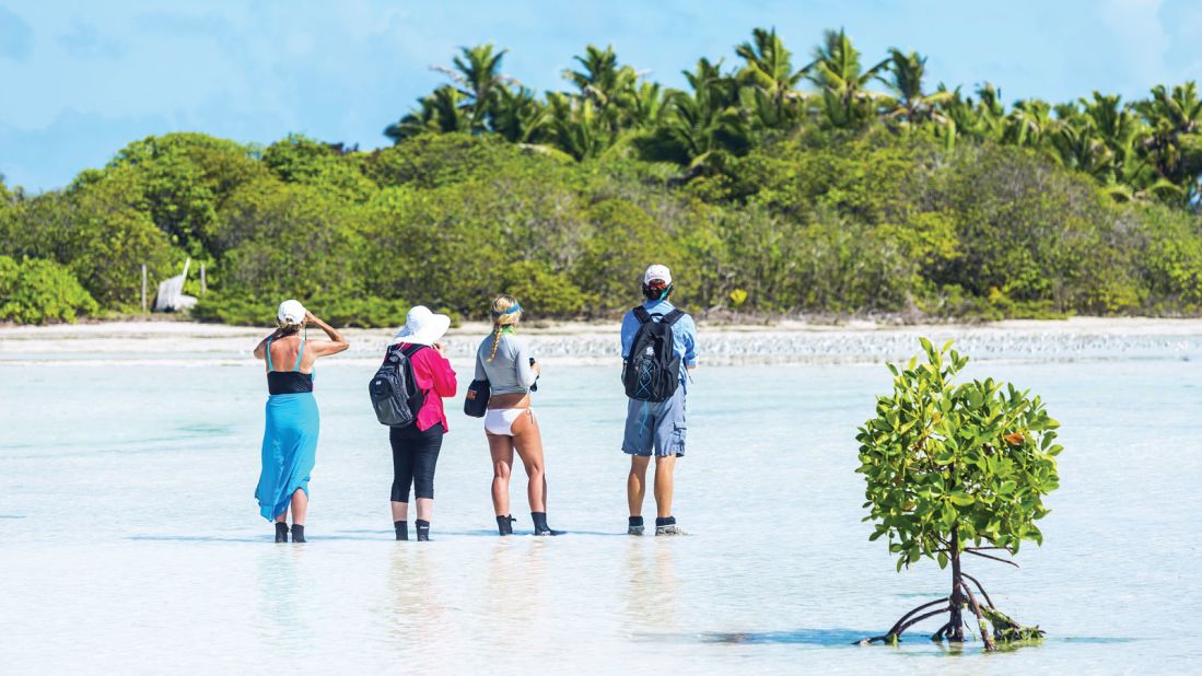 <strong>Guided activities:</strong> Blue Safari offers activities like birdwatching walks, turtle patrols, tree planting and beach cleanups.