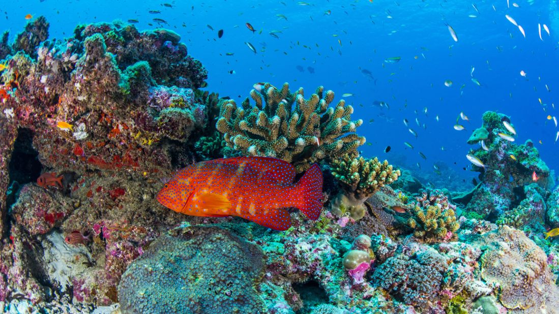 <strong>Colorful reefs:</strong> "The coral's still intact [in the Outer Islands], because the atolls have very sharp drop offs and the cool water circles around them," says Rose-Innes. "So there's very little coral bleaching." <br />
