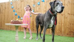 Dilantha Dissanayake /CATERS NEWS AGENCY (PICTURED-Erin Manley, 7, stood beside Freddy celebrating his 8th birthday ) -The worlds tallest dog has bagged another world record - after becoming the oldest living Great Dane on record. Enormous Freddy, who stands at over 7ft tall on his back legs, turned eight years - making him the oldest living Great Dane in the world. Owner Claire Stoneman, from Weeting, Norfolk, threw pooch Freddie a birthday bash to celebrate his big day on May 17 - attended by the hounds best friend, Claires seven-year-old neighbour Erin Manley. Freddy, who is 15st - celebrated his birthday alongside his sister, Fleur, who comes from the same litter - but crucially is minutes younger than Freddy. -SEE CATERS COPY