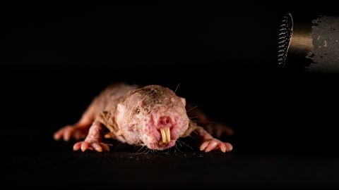 Naked mole rats are very communicative, chirping, squeaking, twittering and grunting to one another. 