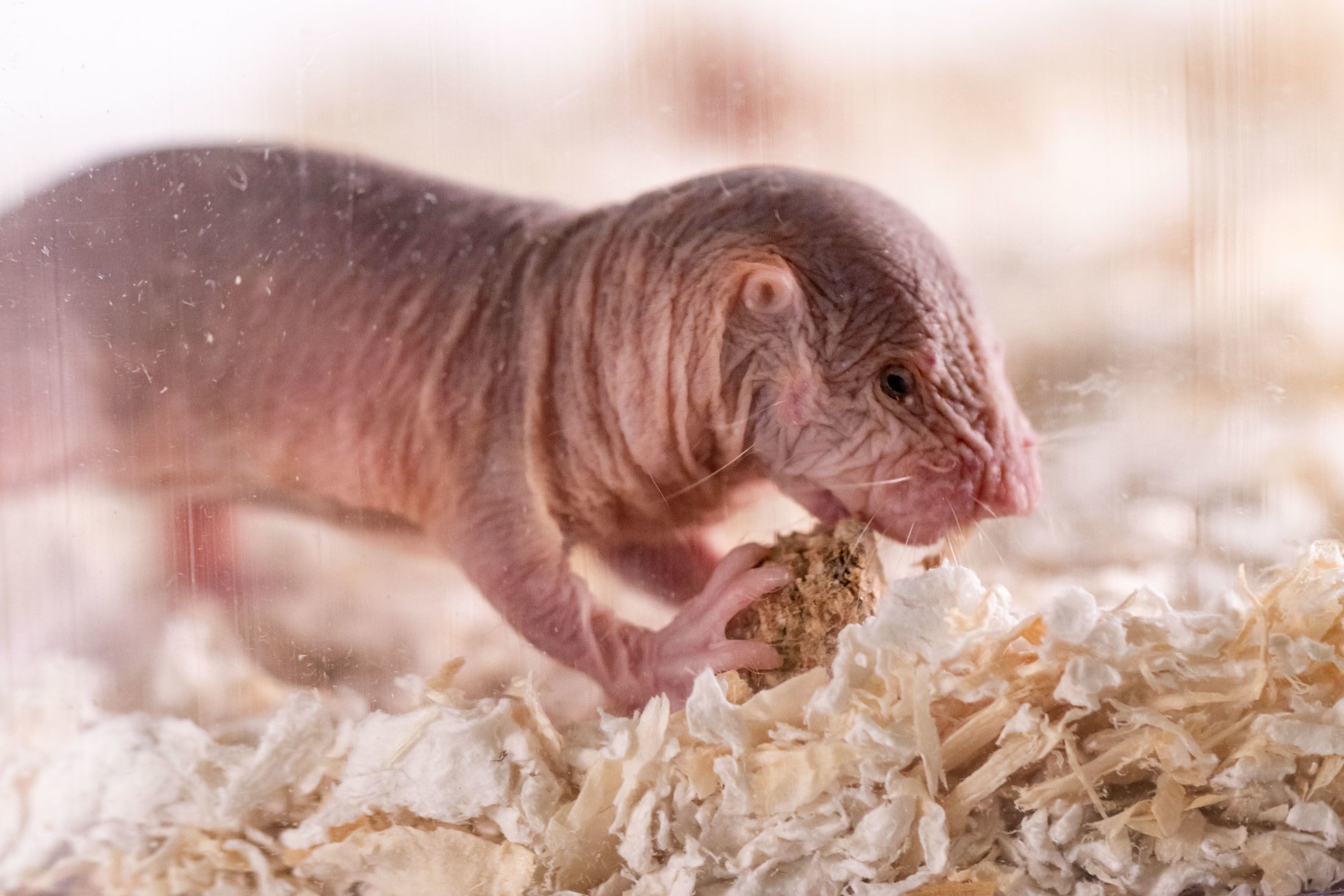 Naked mole rats have accents -- and discriminate against foreigners | CNN