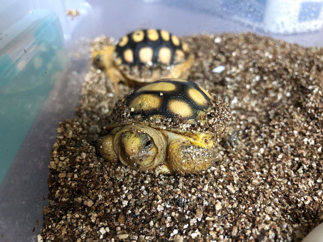 Gopher tortoise hatchlings.