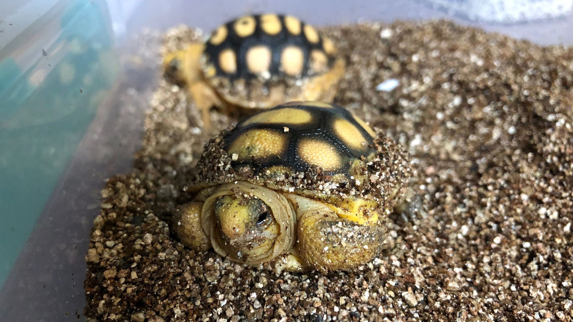 Gopher tortoise hatchlings.