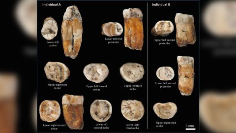 A new study of 11 teeth, found at La Cotte de St. Brelade on the island of Jersey in the English Channel, suggests that some could have belonged to individuals that had mixed ancestry.