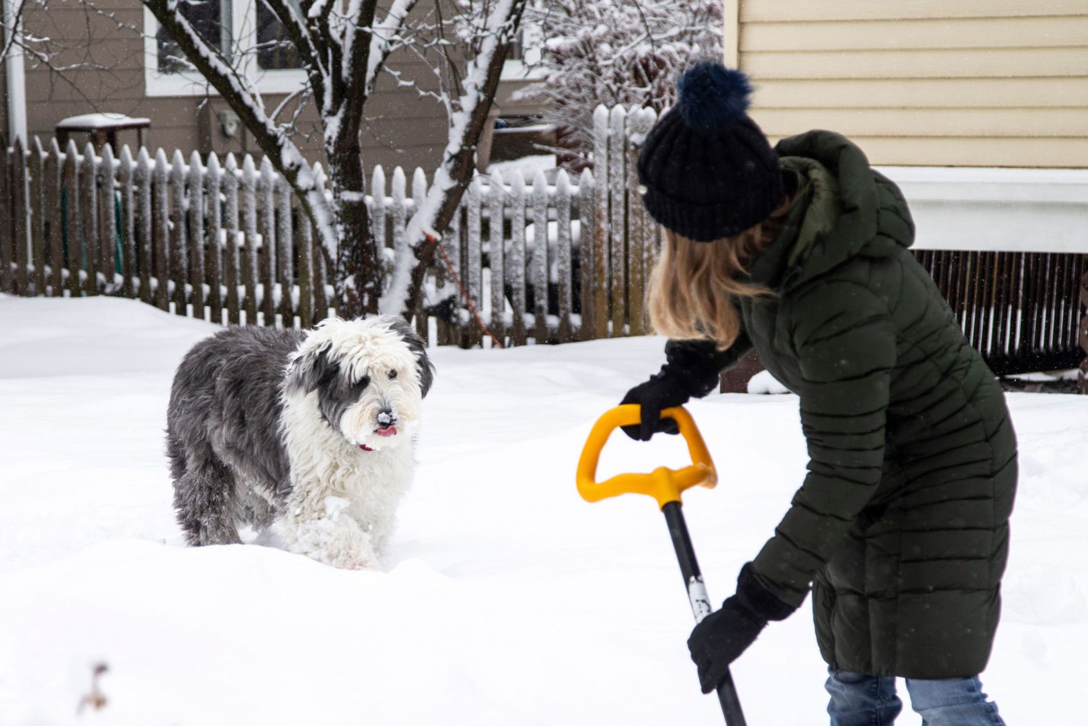 Sophie, a 5-year-old English sheepdog, plays in the snow as Gosia Clore shovels it in Iowa City, Iowa, on Sunday.