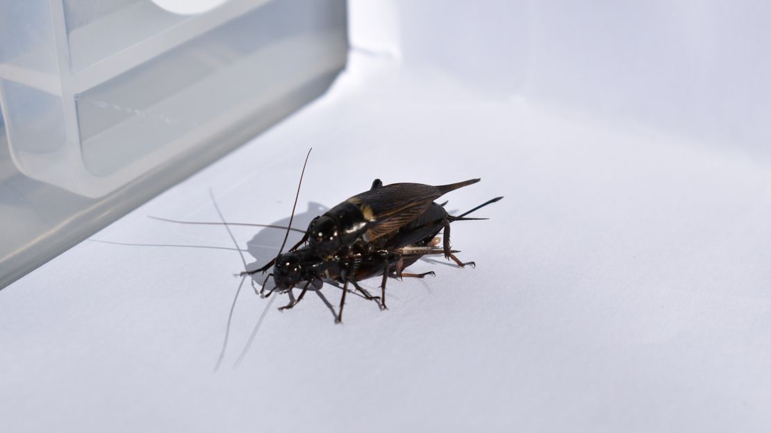 Effects of noise pollution on cricket mating CNN