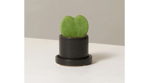 The Sill Hoya heart plant