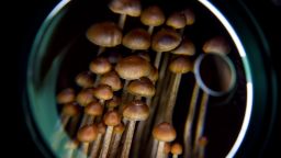 WASHINGTON, DC - FEBRUARY 5:
A DC resident has an operation growing psilocybin mushrooms, including this Galindoi variation of Psilocybe mexicana mushrooms, in Washington, DC, on Monday, February 5, 2020.  With the legalization of marijuana, advocates are now pushing for other legalizations, like psilocybin mushrooms.  Activists in Colorado, Oregon and California have pushed for approval of psilocybin mushrooms and now folks in the District are starting.  Many claim medicinal uses - depression, PTSD and other disorders - as is the case in some European countries.
(Photo by Jahi Chikwendiu/The Washington Post via Getty Images)