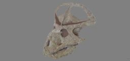 The three-dimensional analysis of 30 complete Protoceratops skulls was the largest set of 3D data ever for any one dinosaur.