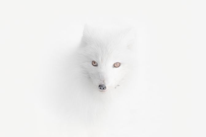 Vladimir Alekseev, Russia, was awarded the top prize for his portfolio, including this one of an Arctic fox in a blizzard in Norway.