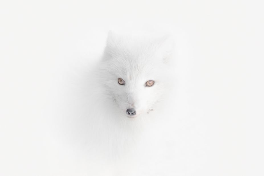 Vladimir Alekseev, Russia, was awarded the top prize for his portfolio, including this one of an Arctic fox in a blizzard in Norway.
