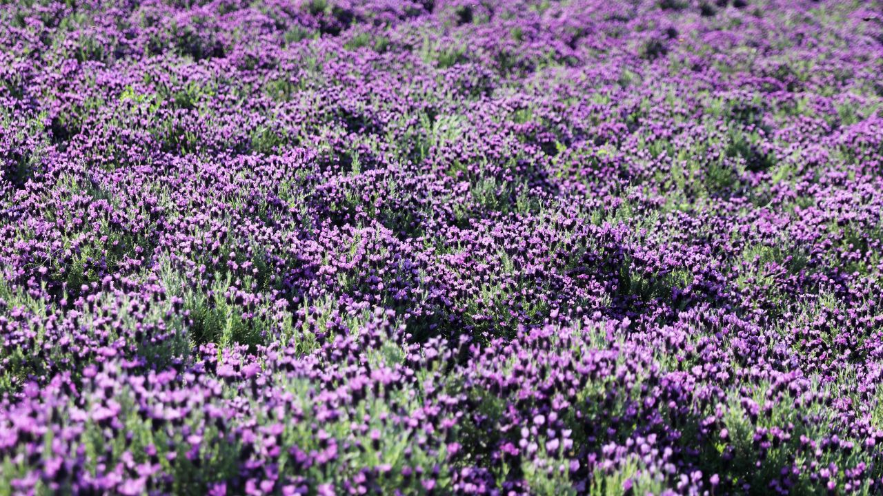 <strong>Lavender fields forever:</strong> Banwol has 21,500 square meters of lavender fields.