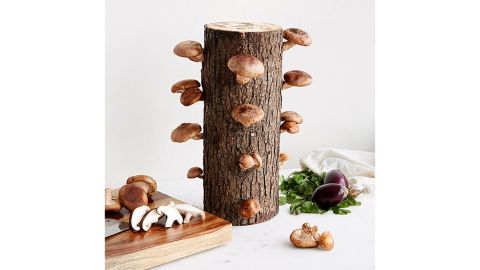Shiitake Mushroom Log Kit