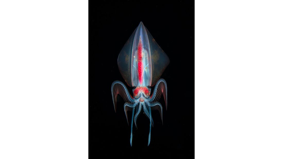 This photo of a Diamond Squid (thysanoteuthis rhombus) was taken during a blackwater dive by Marco Steiner, from Austria, in the Maldives.