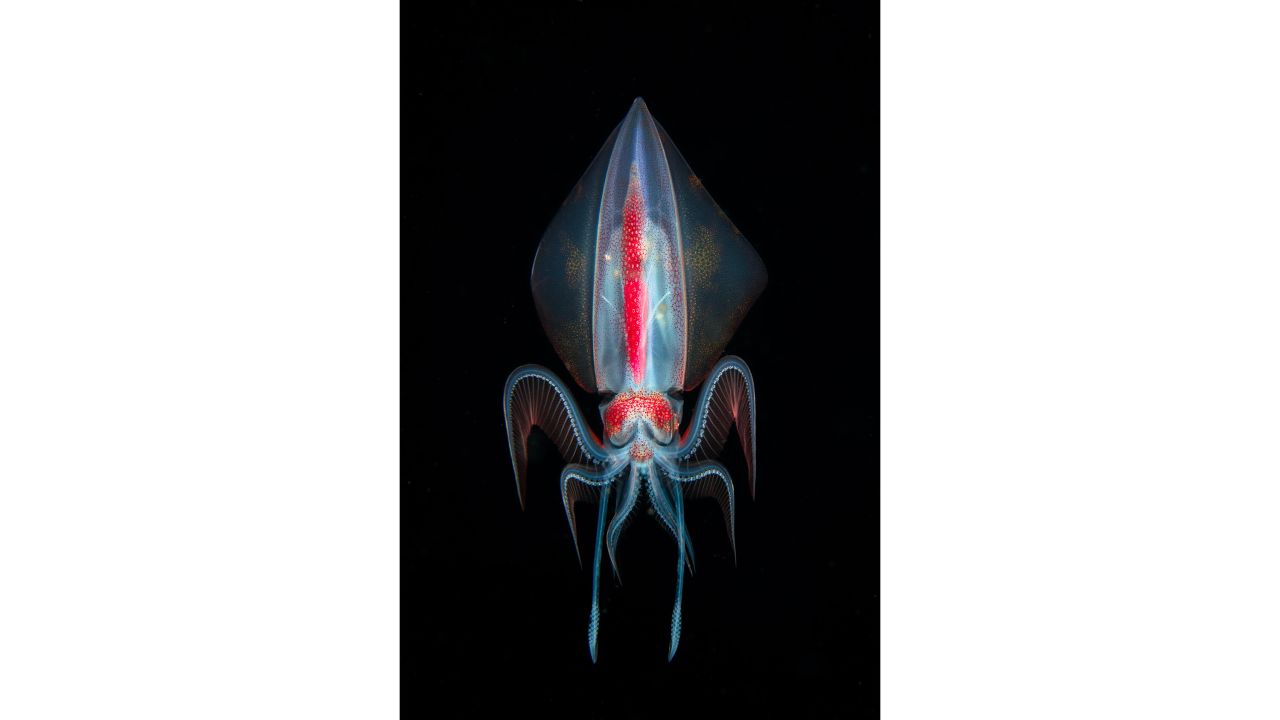 This photo of a Diamond Squid (thysanoteuthis rhombus) was taken during a blackwater dive by Marco Steiner, from Austria, in the Maldives.