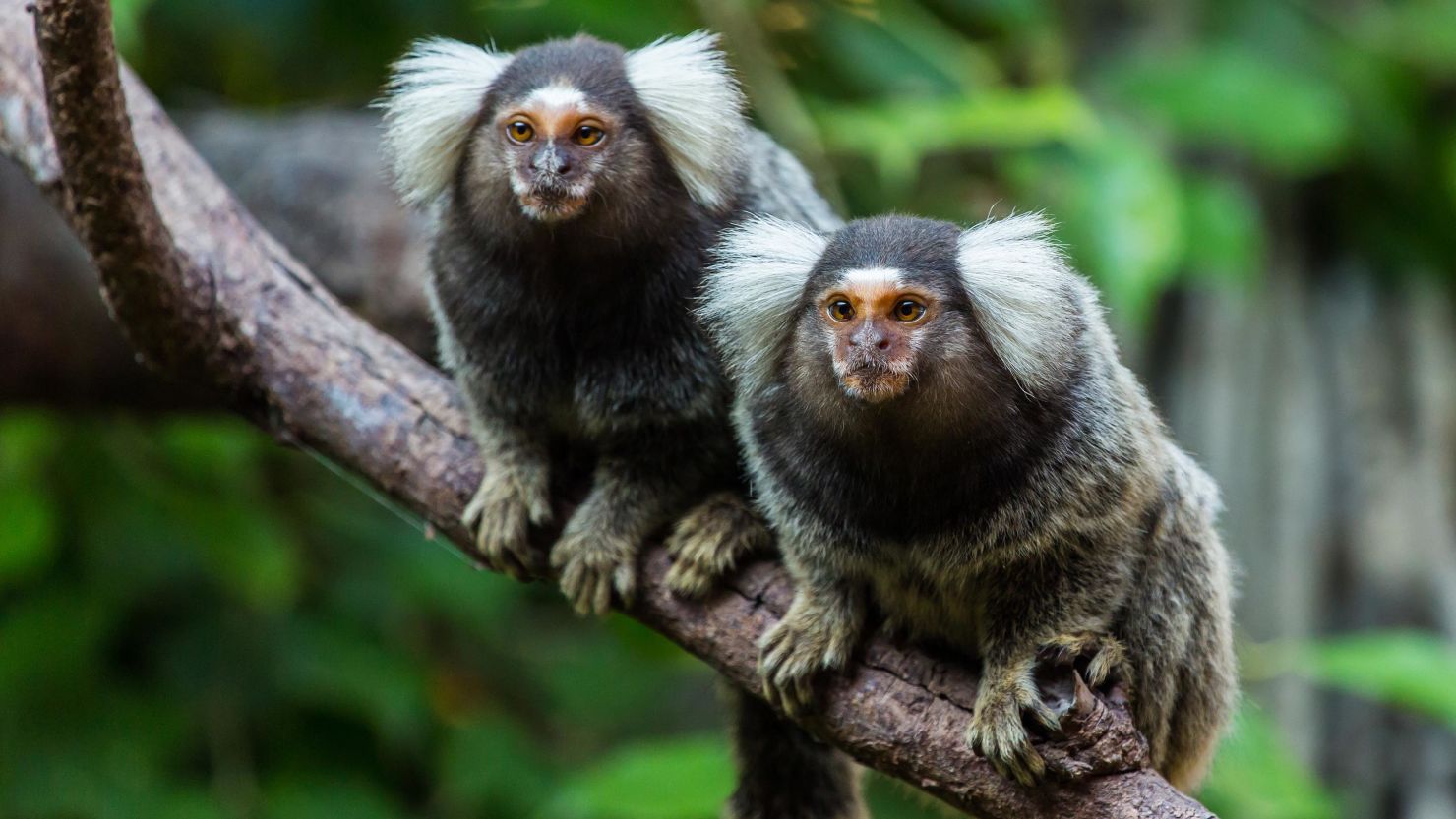 Marmosets "understood" recordings of vocal interactions between other monkeys.