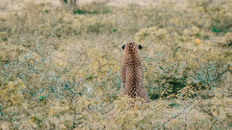 <strong>High demand: </strong>The leopard safari is the only virtual experience on Airbnb from Sri Lanka and has exceeded 250 bookings.