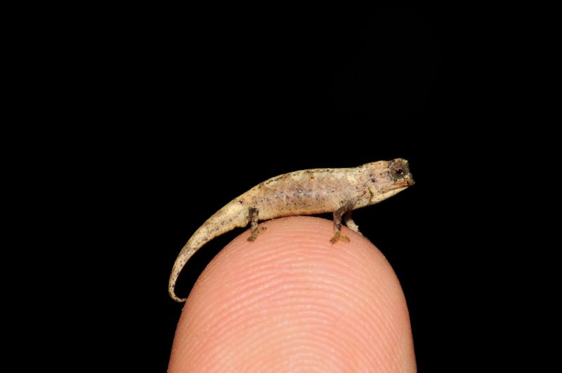 A newly discovered chameleon less than an inch long could be the 