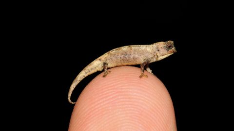 01 smallest reptile chameleon endangered trnd