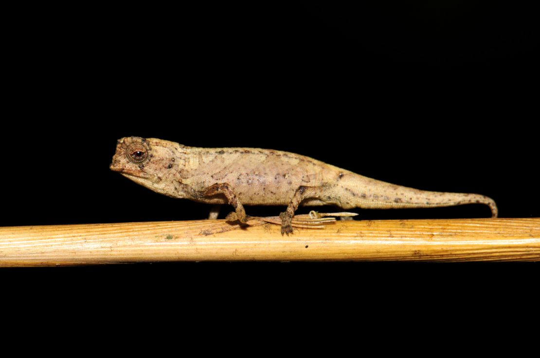 Chameleon Discovered in Madagascar May Be World's Smallest Reptile