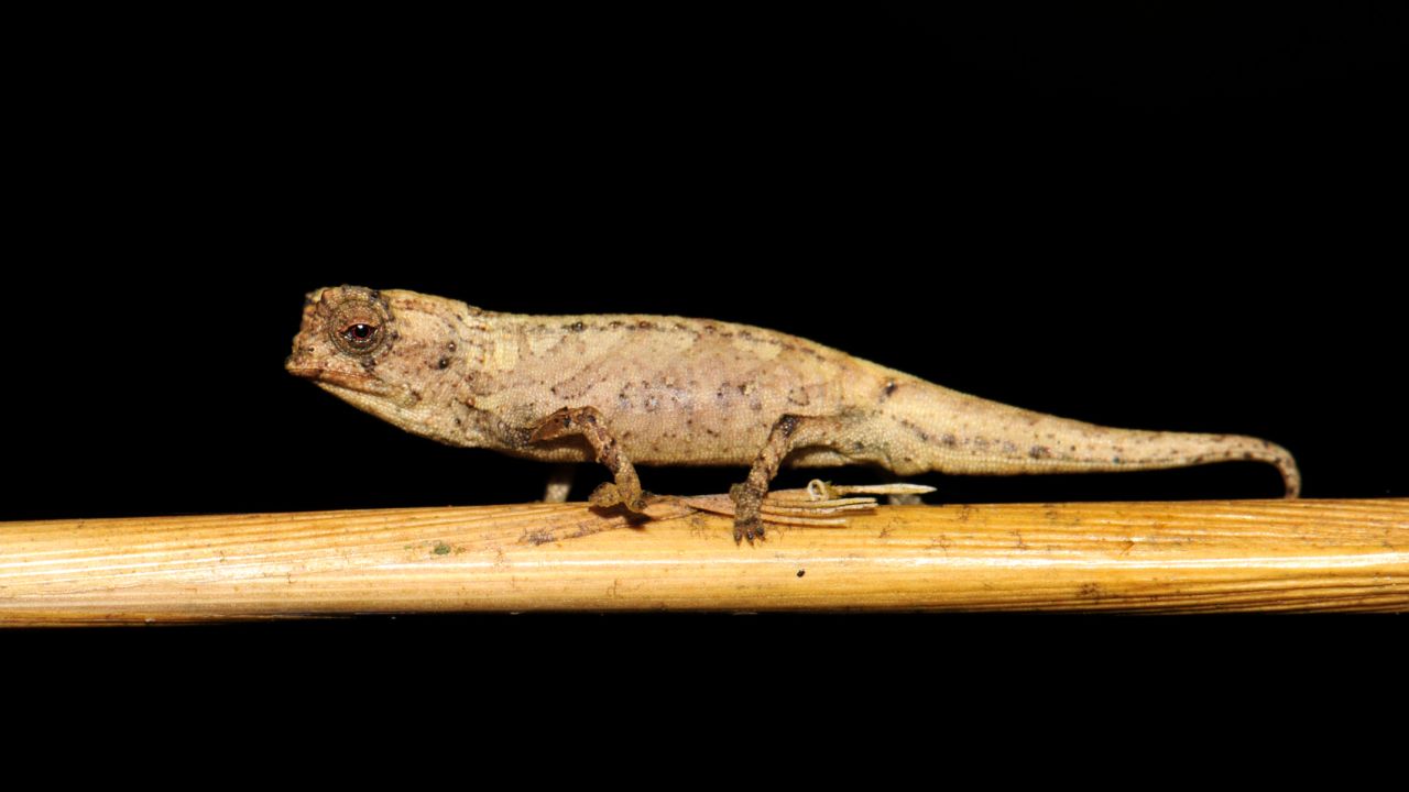 The male "nano-chameleon" is less than an inch in length, researchers found, significantly smaller than the female. In order to reproduce, he has to compensate in other ways. 