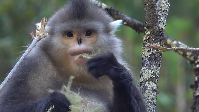 Yunnan golden monkey
