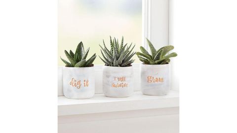 Plant of the Month Club