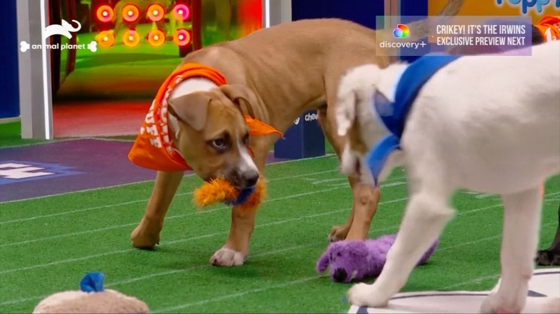 A scene is shown from Puppy Bowl 2021.